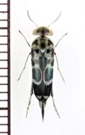 サタオビハナノミ　♀　宮崎県