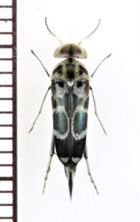 サタオビハナノミ　♀　宮崎県