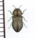 タマムシの一種　Anthaxia godeti　ブルガリア