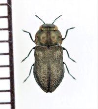 タマムシの一種　Anthaxia godeti　ブルガリア