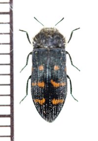タマムシの一種　Acmaeoderella flavofasciata　イタリア