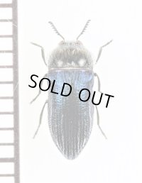 タマムシの一種　Acmaeoderella villosula　ギリシャ