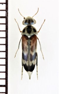タイワンオビハナノミ　沖縄亜種　♀　沖縄本島