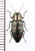 タマムシの一種　Trachypteris picta　ブルガリア