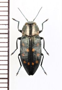 タマムシの一種　Trachypteris picta　ブルガリア