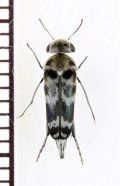 イリエオビハナノミ　♀　石垣島