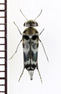 イリエオビハナノミ　♀　石垣島
