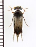 オオメヒメハナノミ　♀　西表島