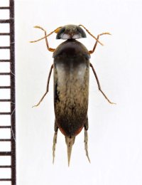 オオメヒメハナノミ　♀　西表島