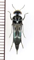 ザウテルオビハナノミ　♂　石垣島