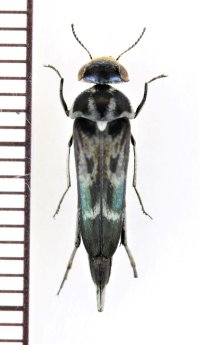 ザウテルオビハナノミ　♂　石垣島