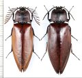 オオヒゲコメツキの一種　Oxynopterus candezei　ペア♂65.2mm♀68.4mm　 インドネシア（ボルネオ島）