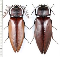 オオヒゲコメツキの一種　Oxynopterus candezei　ペア♂65.2mm♀68.4mm　 インドネシア（ボルネオ島）