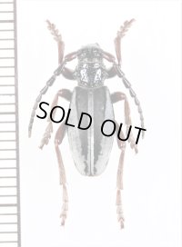 ヒサゴカミキリの一種　Dorcadion scabricolle sevangense　♂　アルメニア