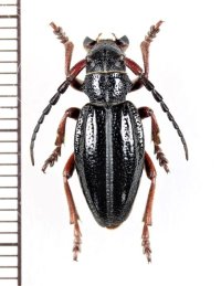 ヒサゴカミキリの一種　Dorcadion pedestre pedestre　♀   スロバキア