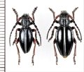 ヒサゴカミキリの一種　Dorcadion pedestre pedestre　ペア　モルドバ