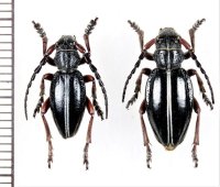 ヒサゴカミキリの一種　Dorcadion pedestre pedestre　ペア　モルドバ