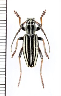 ヒサゴカミキリの一種　Dorcadion suvorovianum koramensis　♂　カザフスタン