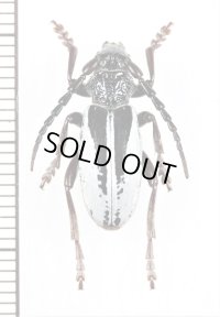 ヒサゴカミキリの一種　Dorcadion scabricolle sevangense　♂　アルメニア