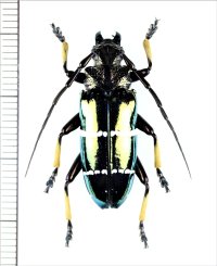 カミキリムシの一種　Sphingnotus mirabilis　♂　インドネシア（ミソール島・モルッカ諸島）