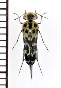 ハナノミの一種　Mordellidae species　インドネシア（スマトラ島）
