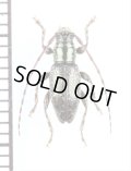 カミキリムシの一種　Cerambycidae species　ニュージーランド