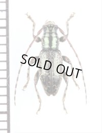 カミキリムシの一種　Cerambycidae species　ニュージーランド