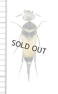 ハナノミの一種　Mordellidae species　ラオス
