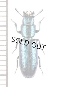 コクヌストの一種　Temnoscheila sp.　ラオス