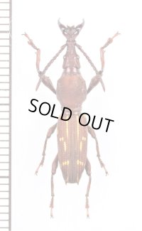 ミツギリゾウムシの一種　Brentidae species　♂　コロンビア
