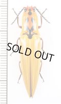 コメツキムシの一種　Semiotus insignis　エクアドル