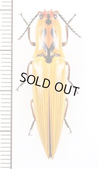 コメツキムシの一種　Semiotus insignis　エクアドル