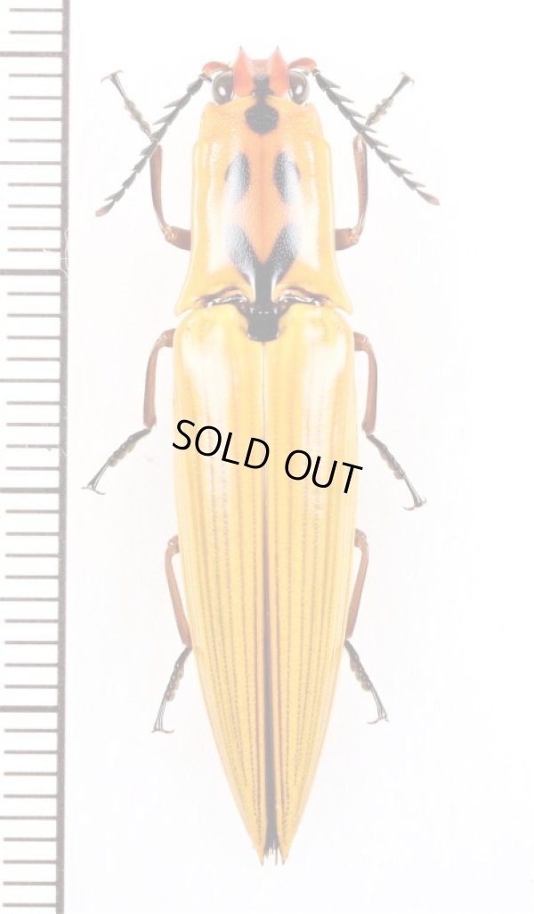 画像1: コメツキムシの一種　Semiotus insignis　エクアドル