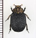 コブスジコガネの一種　Omorgus species　ナミビア