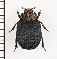 コブスジコガネの一種　Omorgus species　ナミビア