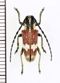 アリバチ擬態のカミキリムシの一種　Glenea apicalis　♀　南アフリカ