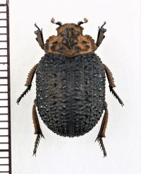 コブスジコガネの一種　Omorgus species　南アフリカ