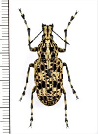 ヒゲナガゾウムシの一種　Meganthribus sp.　♀　インドネシア（ニューギニア島・ビアク島）