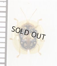 カメノコハムシの一種　Cassidinae species　ベトナム中部