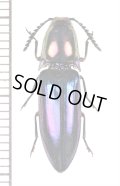 コメツキムシの一種　Elateridae species　ケニア
