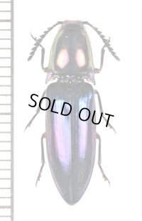 コメツキムシの一種　Elateridae species　ケニア