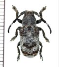 カミキリムシの一種　 Cerambycidae species　インドネシア（ボルネオ島）