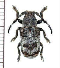 カミキリムシの一種　 Cerambycidae species　インドネシア（ボルネオ島）