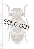 カミキリムシの一種　 Cerambycidae species　インドネシア（ボルネオ島）