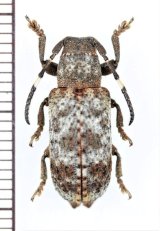 カミキリムシの一種　 Cerambycidae species　インドネシア（ボルネオ島）