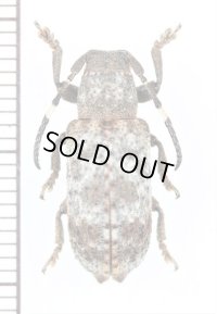 カミキリムシの一種　 Cerambycidae species　インドネシア（ボルネオ島）