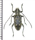 カミキリムシの一種　 Cerambycidae species　インドネシア（ボルネオ島）