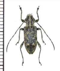 カミキリムシの一種　 Cerambycidae species　インドネシア（ボルネオ島）