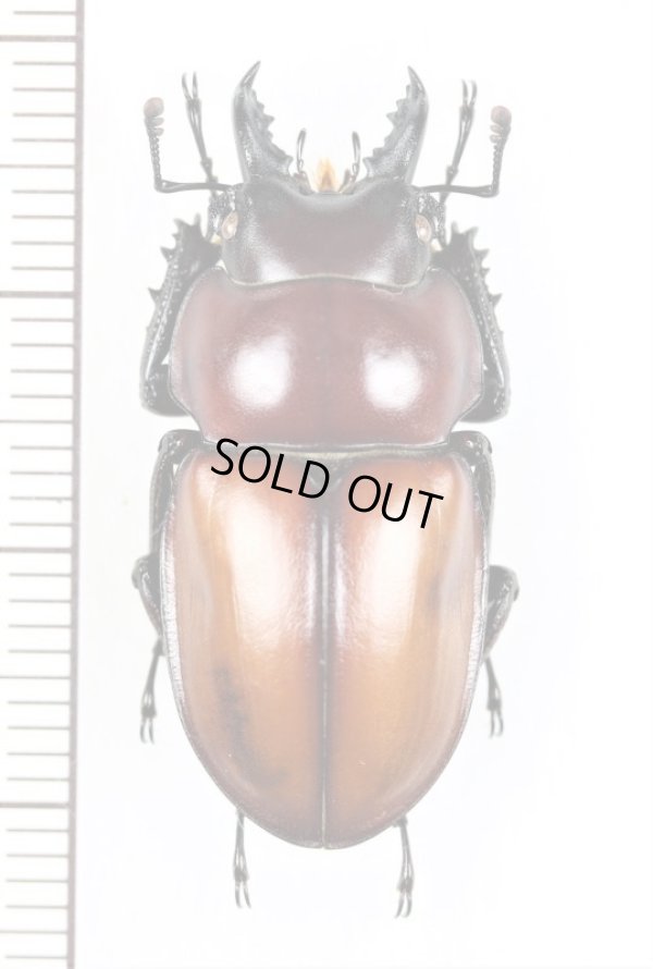 画像1: チャイロマルバネクワガタ　♂30.4mm　　西表島
