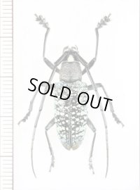 カミキリムシの一種　 Peribasis pubicollis　♀　インドネシア（ボルネオ島）